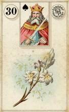 30 Lilies - Dondorf Lenormand